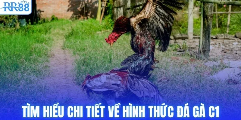 Trực Tiếp Đá Gà C1 Tại RR88 Với Kèo Cược Bùng Nổ 2 Tìm hiểu chi tiết về hình thức đá gà C1